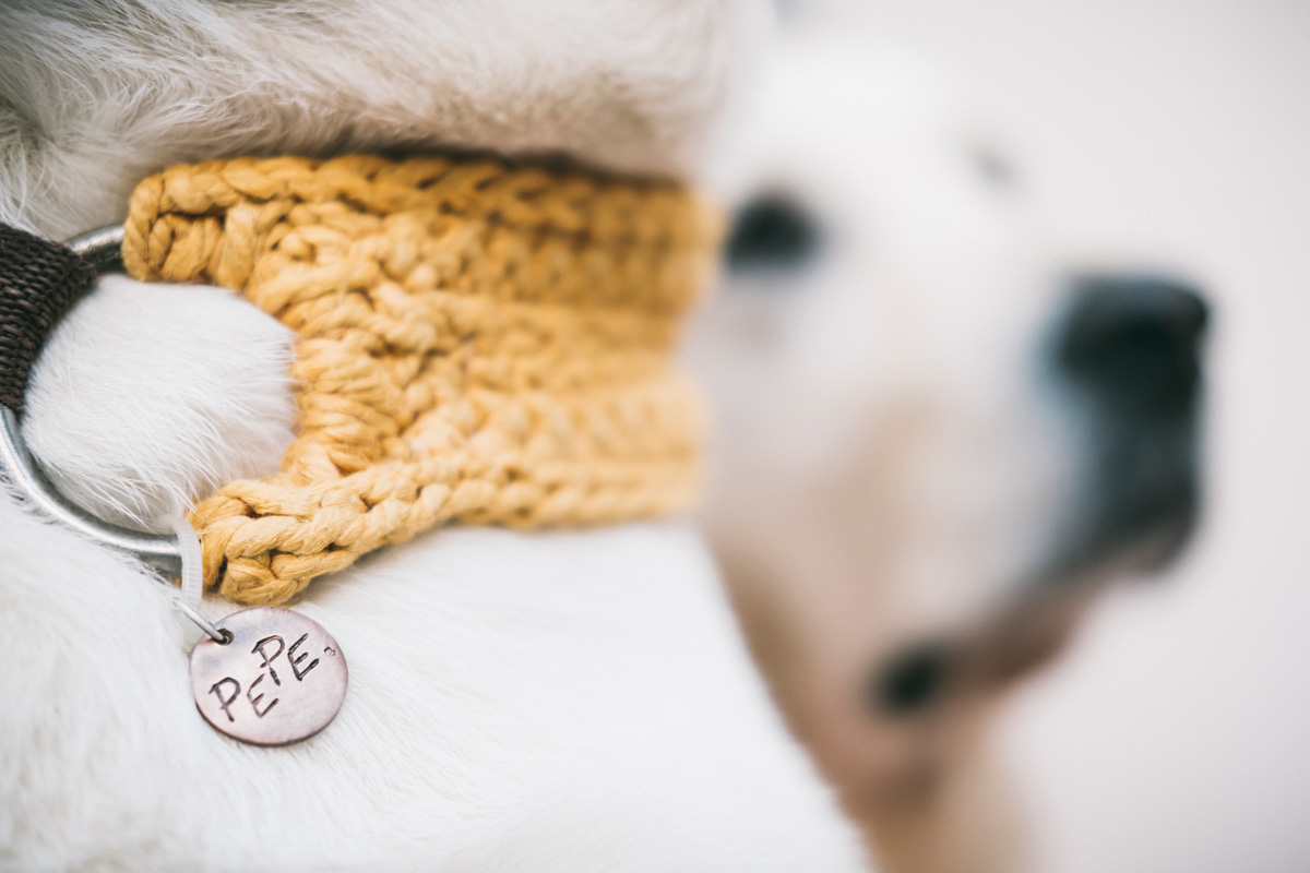 Imagen de marca perruna branding perros