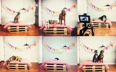 Fotógrafo de mascotas Video «Feliz Navidad» Parte2