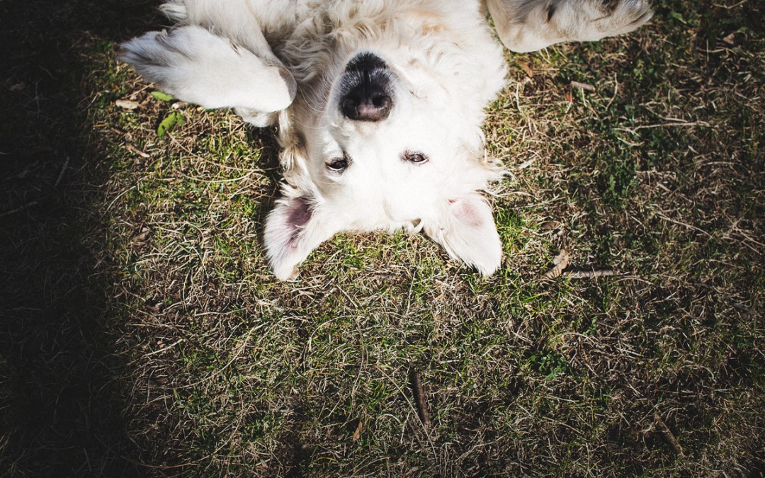Fotógrafo de mascotas «Terra, una Golden preciona en el parque»