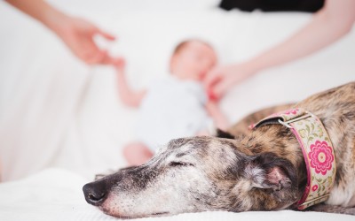 Fotógrafo de mascotas de bebé «Quim, y su gran familia»