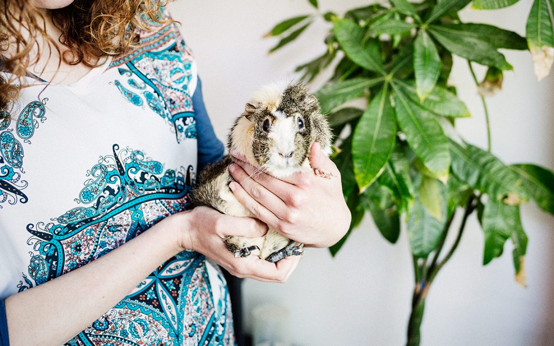 Fotógrafo de mascotas «VeggieAnimals, sweet Home»