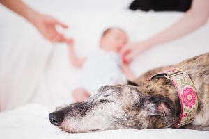 fotógrafo de mascotas en barcelona - galgo y bebé en casa