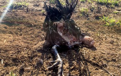 Perros que matan Gallinas, mi vivencia.