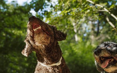 Fotógrafo de mascotas Perros de Aguas en la Fageda d´en Jordà.