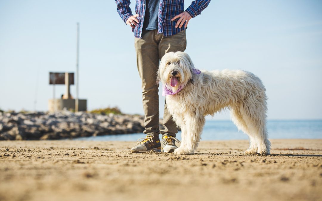 Fotógrafo de Mascotas:  Un tándem perruno muy peculiar: Willy&Maggie
