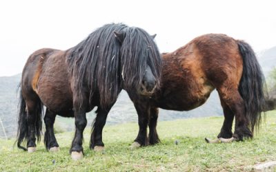 Ponis con pezuñas descuidadas ¿maltrato animal?