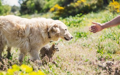 Sorteo sesión de fotos: Concurso muy Animal
