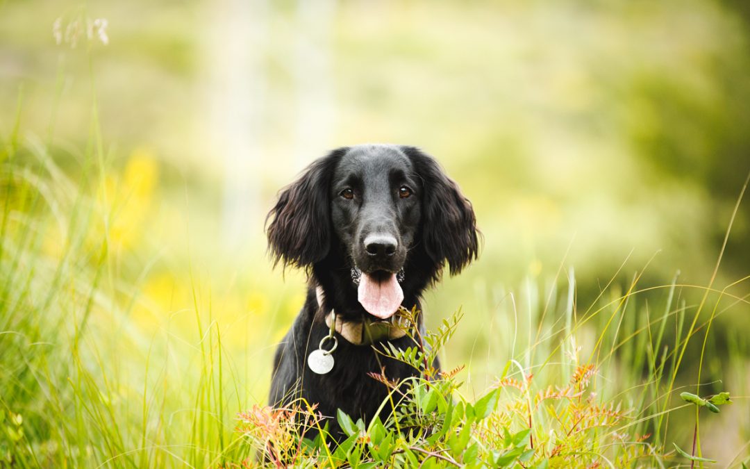 Fotógrafo de mascotas: Una sirenita llamada Fosca