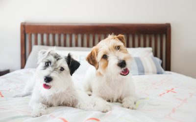 Fotógrafo de Mascotas: Dos jack russell afortunaDoGs