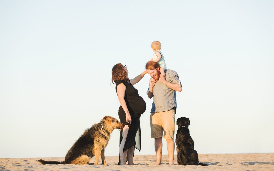Fotógrafo de mascotas: Atardecer en la playa II