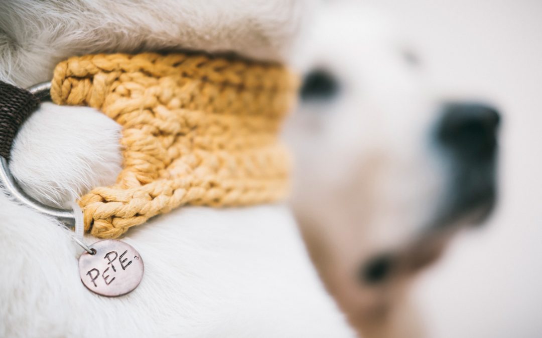 Fotógrafo de Mascotas: New Look de marca «El Collaret del Pep» I