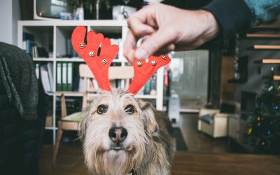 Fotógrafo de mascotas: Free, su primera Navidad