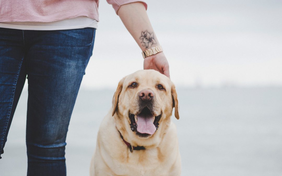 Fotógrafo de Mascotas: Truc, un labrador muy especial