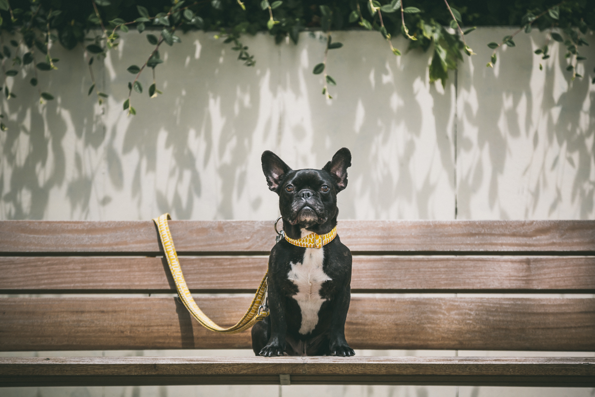 Bulldog frances dogmodel 