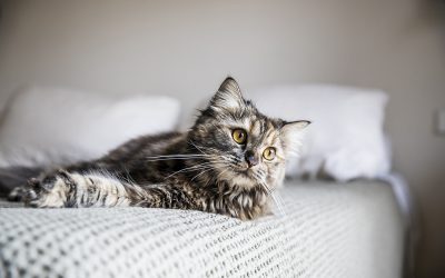 Protegido: NaturaDiet