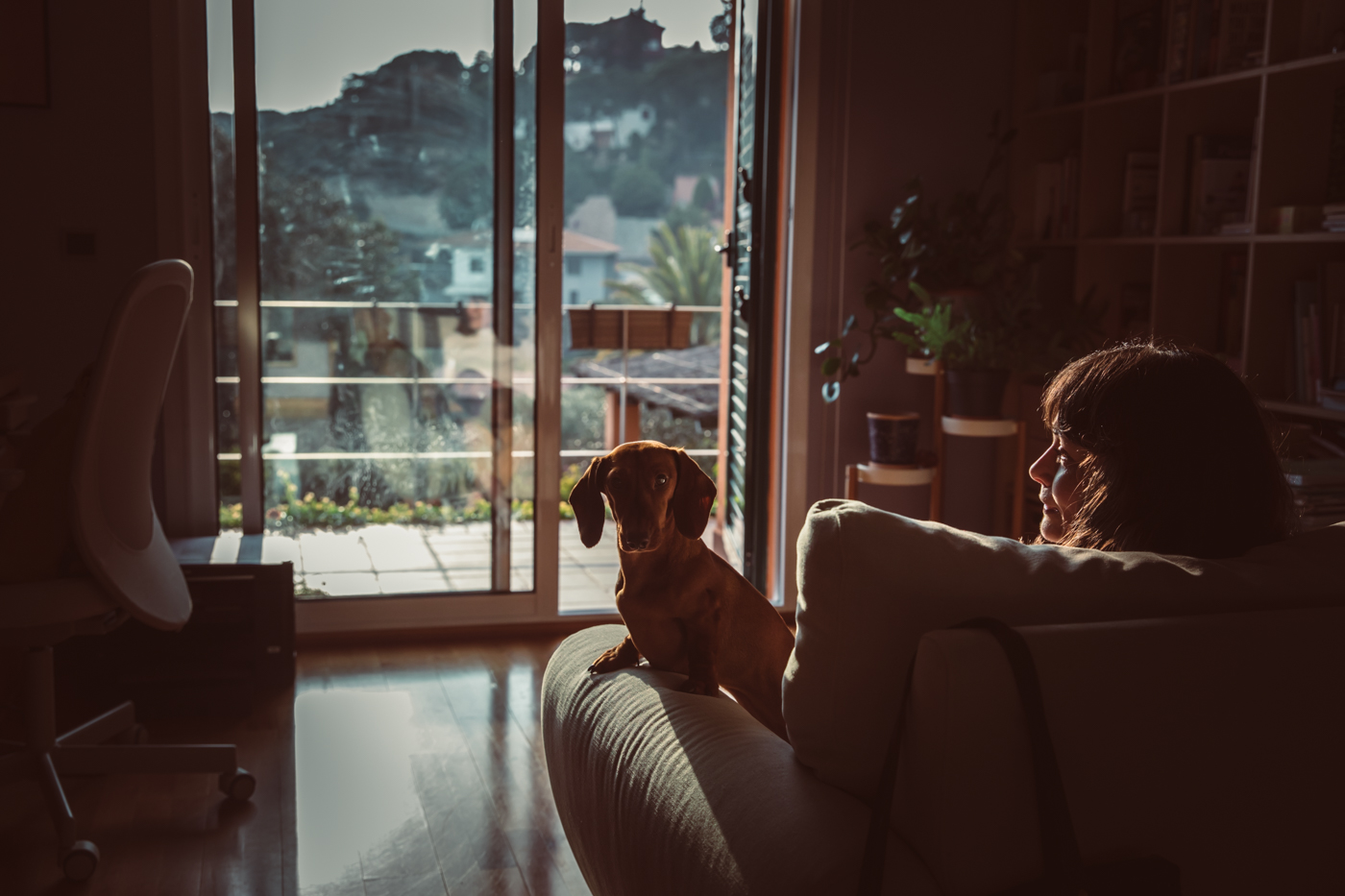 dachshund en casa, dachshund dogmodel