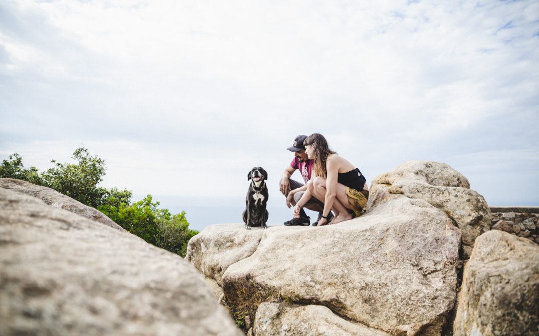 Fotógrafo de Mascotas: Chispa una boxer de mar y montaña