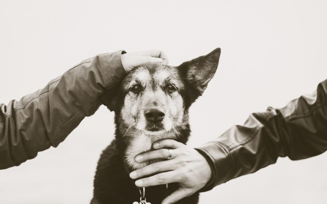 Fotógrafo de Mascotas: Maggie y sus ojitos infinitos