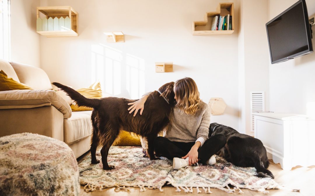 Fotógrafo de Mascotas: Phibie, la Reina entre los Reyes