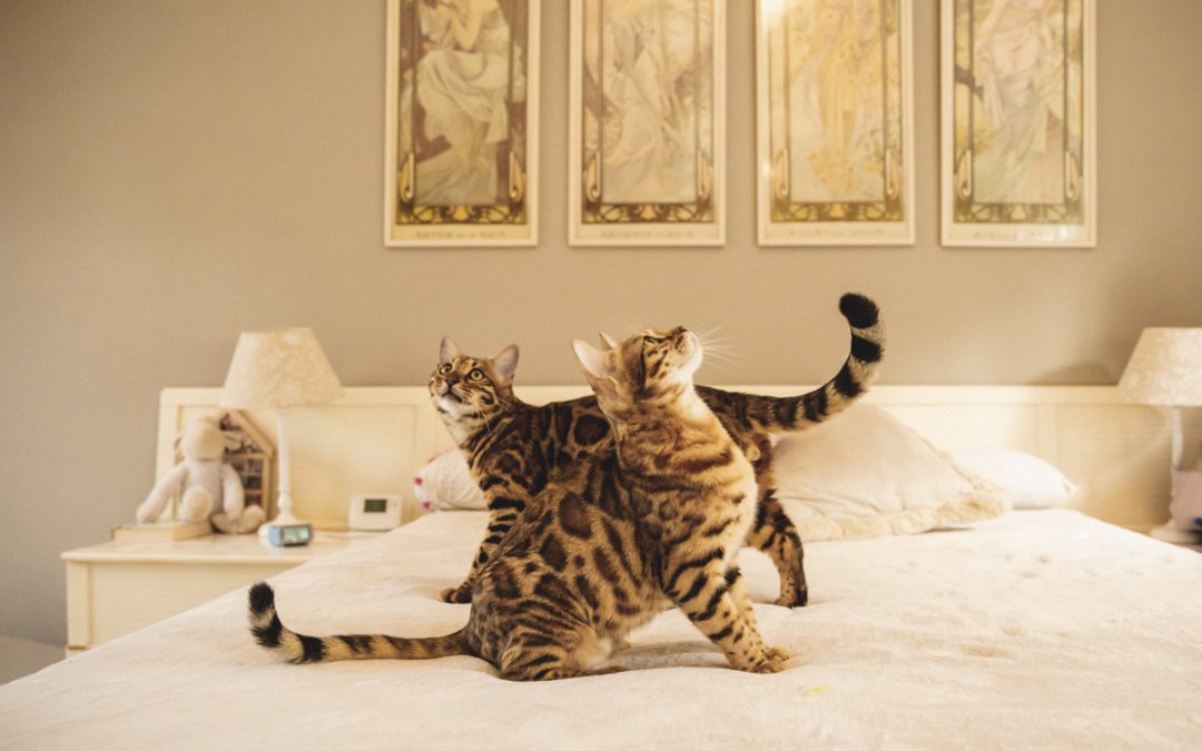Protegido: Fotógrafo de Mascotas: BengalCat, la familia Nalama
