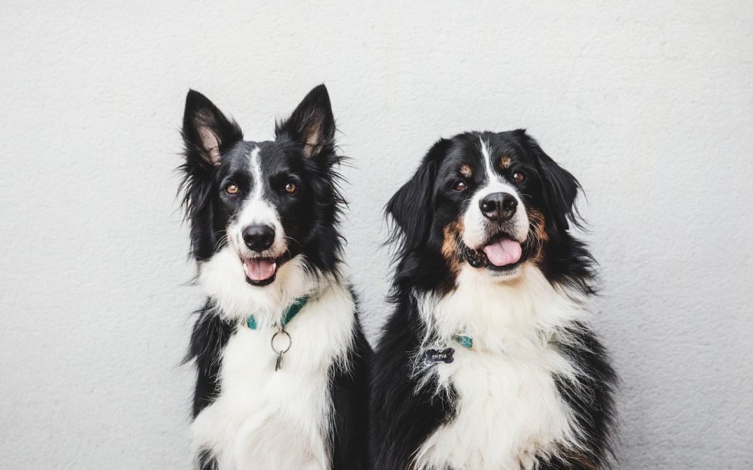 Fotógrafo de mascotas: «Baby Aran, la teva familia mola mil»