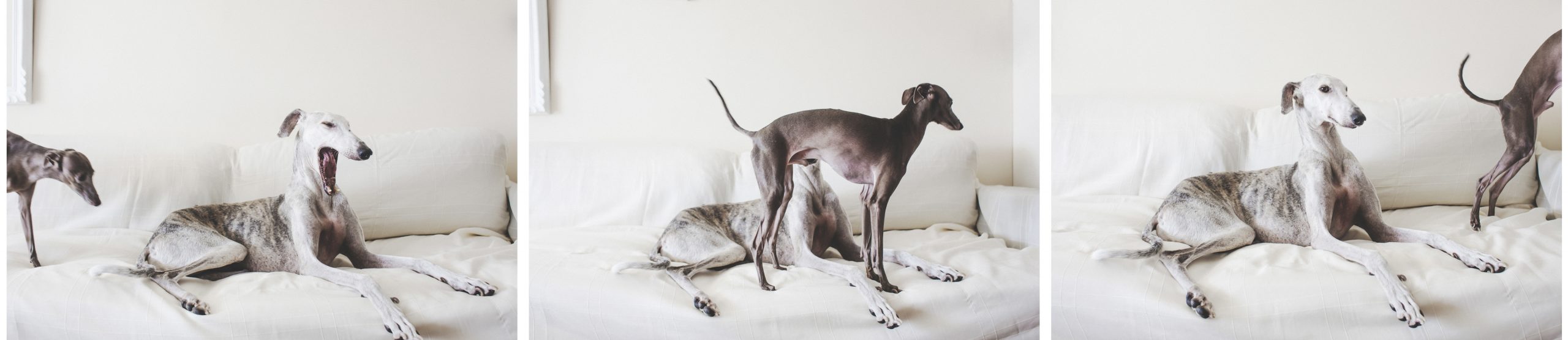 Galgo italiano y galgo español