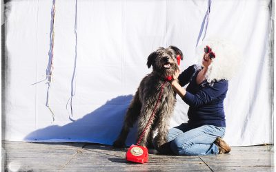 Calendario Solidario 2016 «Protectora Terra Viva»