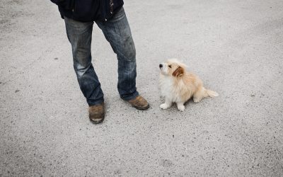 Fotógrafo de mascotas «Manuel y Yako + Cuadrito personalizado»
