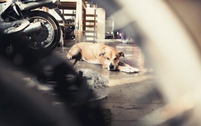 Fotógrafo de mascotas «Brull, el senior hermoso»