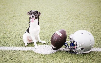 Calendario solidario Animal Home & Badalona Dracs