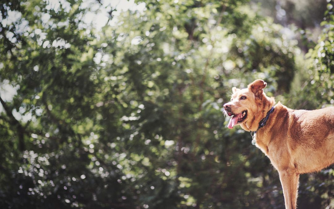 Fotógrafo de mascotas «En el parque con Bruno y Dolo»