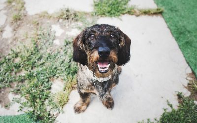 Fotógrafo de mascotas Dexter, un largo amor