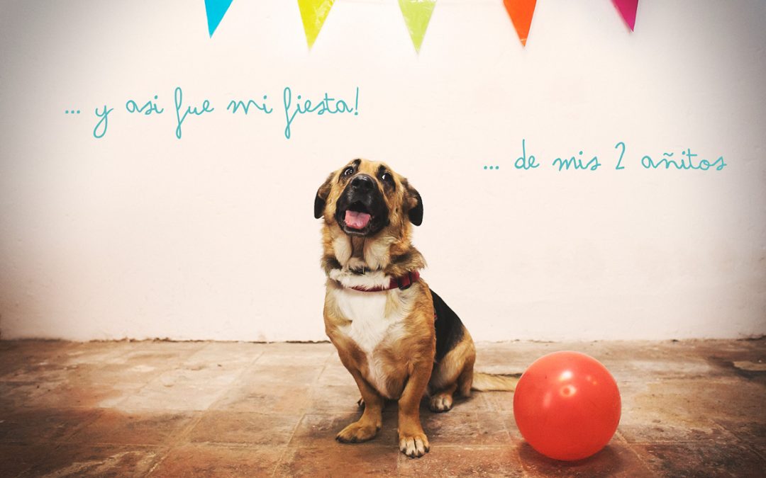 Fotógrafo de mascotas «Cumpleaños perruno de Luka»