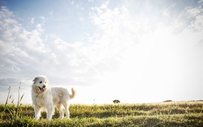Fotógrafo de mascotas «Pelayo, Gema & Luis»