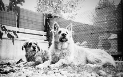 Fotógrafo de mascotas en casa. Gordi & Peludeta