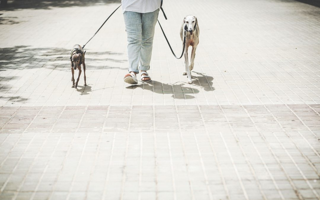 Fotógrafo de mascotas «Palmete, Lucca & Mireia»