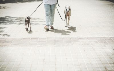 Fotógrafo de mascotas «Palmete, Lucca & Mireia»