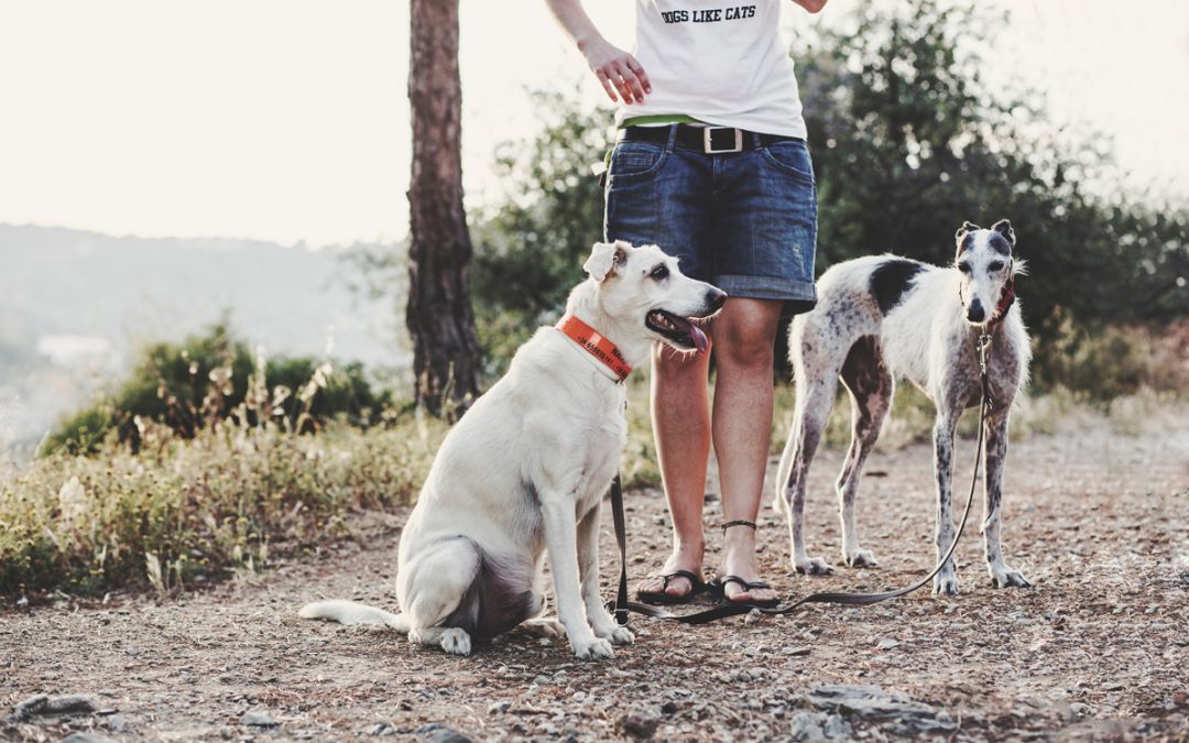 Fotógrafo de mascotas «La hermosa familia de UrbanPets»