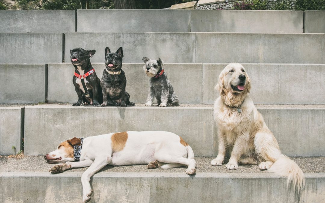 Fotógrafo de Mascotas: New Look de marca «El Collaret del Pep» II