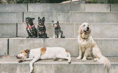 Fotógrafo de Mascotas: New Look de marca «El Collaret del Pep» II