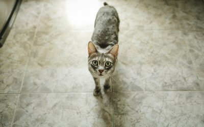 Fotógrafo de mascotas «Doce corazones que forman uno infinito» 1a Parte